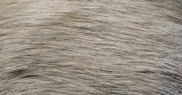 皮毛纹理特写为背景。冬天的背景图片下载