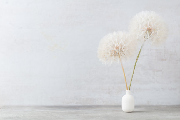 一束蓬松的蒲公英在花瓶上的光背景。图片下载