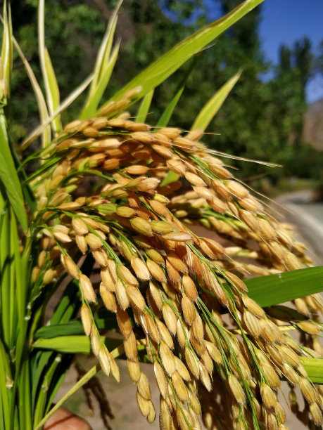 水稻，水稻作物，成熟的水稻图片下载