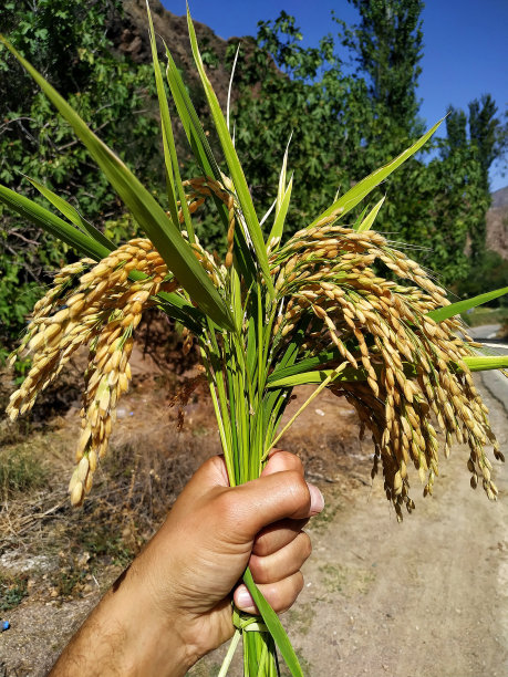 水稻，水稻作物，成熟的水稻图片下载
