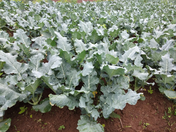 绿色的蔬菜在山上图片下载