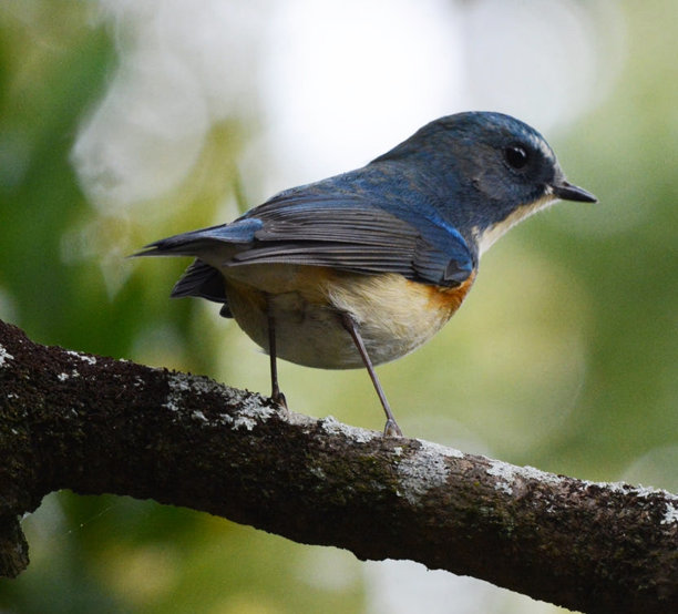 创造性的奈良,日本的照片图片下载