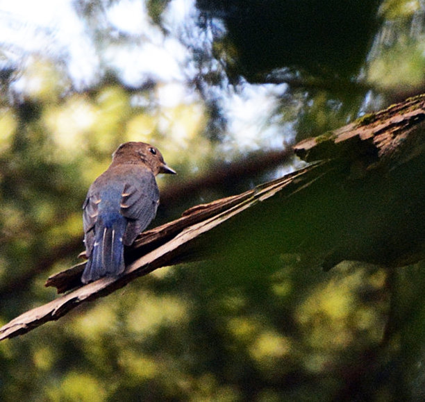 创造性的奈良,日本的照片图片下载