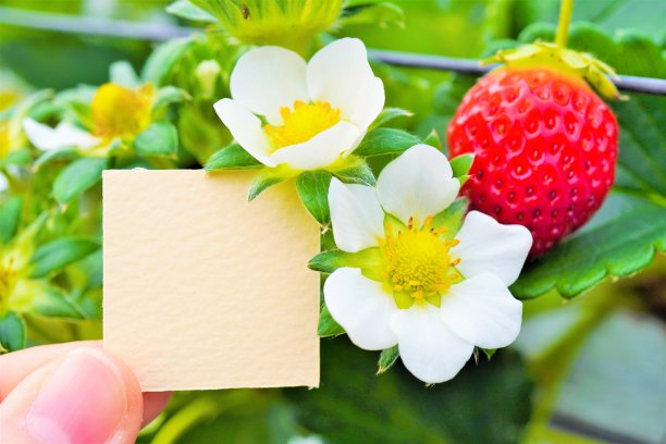 可爱的标题框架模型与白色草莓花和红色成熟的水果图片下载