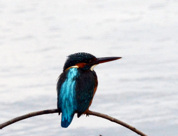 创造性的奈良,日本的照片图片下载