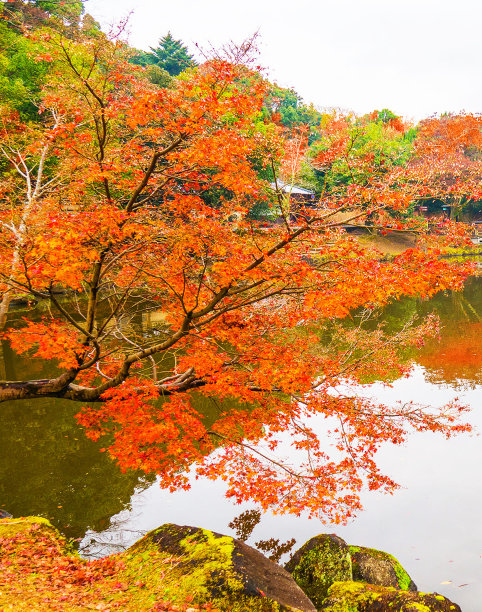 创造性的奈良,日本的照片图片下载