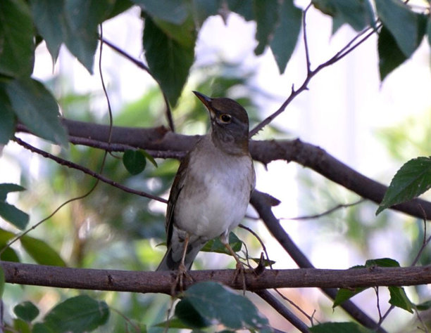 创造性的奈良,日本的照片图片下载