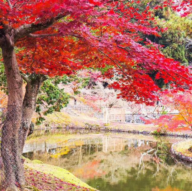 创造性的奈良,日本的照片图片下载