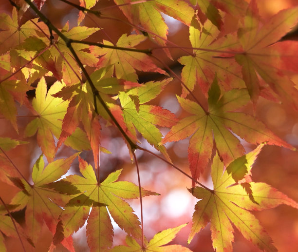 创造性的奈良,日本的照片图片下载