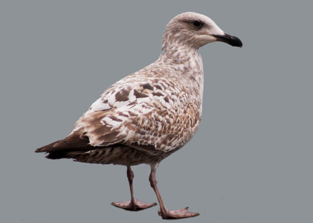 海鸥贺卡设计图片下载