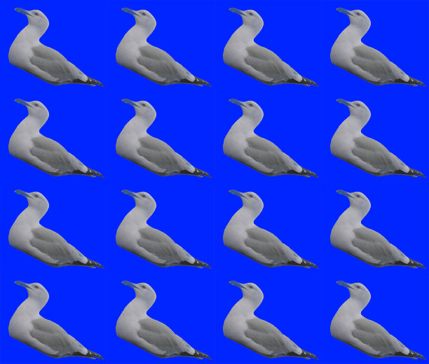 海鸥贺卡设计图片下载