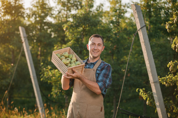 秋收期间，快乐微笑的男农民在果园采摘新鲜成熟的梨。收获的时间图片下载
