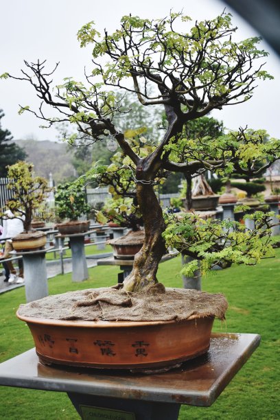 位于印度安得拉邦海得拉巴的花园盆景图片下载