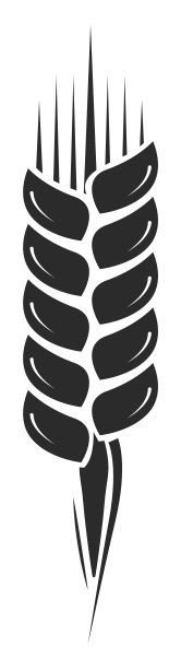 谷物图标。农场作物的象征。小麦耳朵标志图片下载