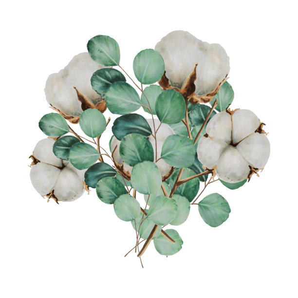 花束与棉花花和桉树树枝水彩画图片下载