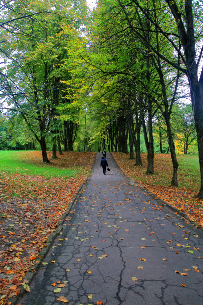 秋天的城市公园里的巷子。图片下载