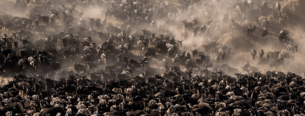 大迁移图片下载