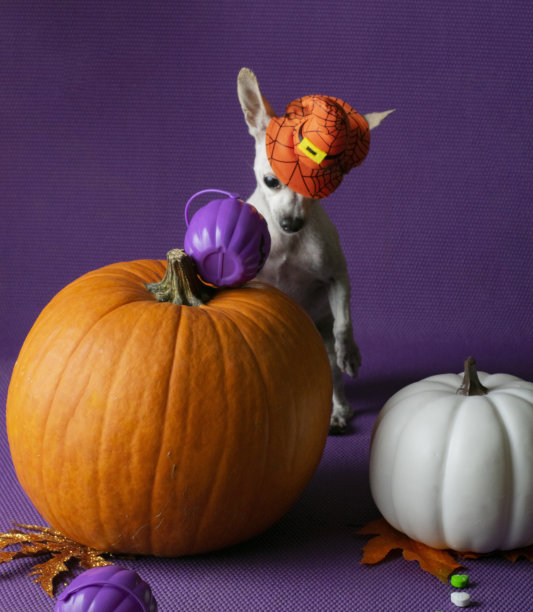 万圣节吉娃娃-万圣节前夕。图片下载