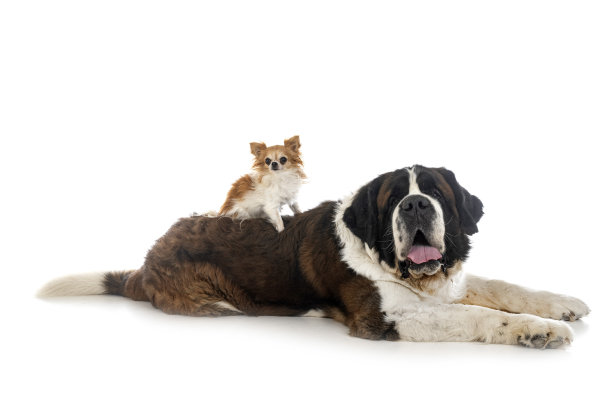 工作室里的圣伯纳和吉娃娃图片下载