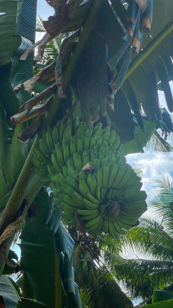香蕉树上的果实堆积在花园里图片下载