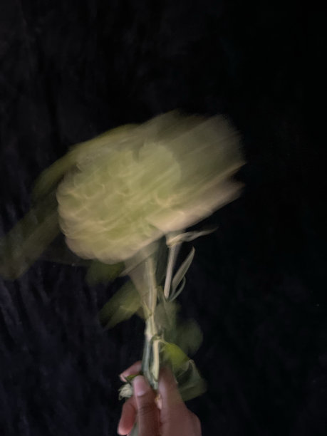 花在黑暗的背景模糊不清图片下载