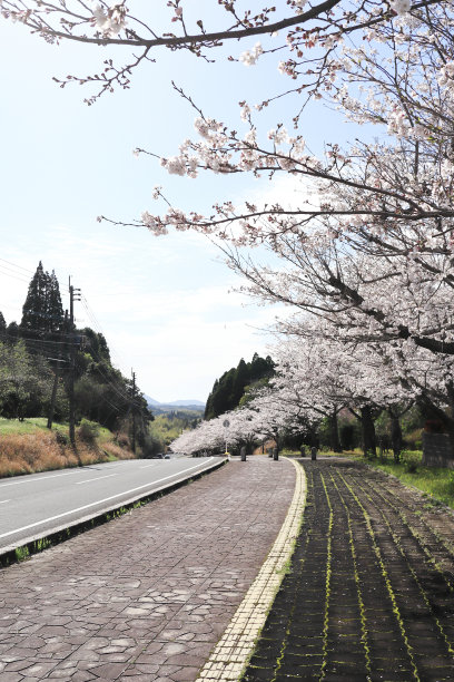 一路上樱花怒放图片下载