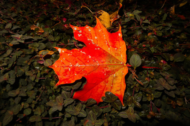 秋天的叶子图片下载