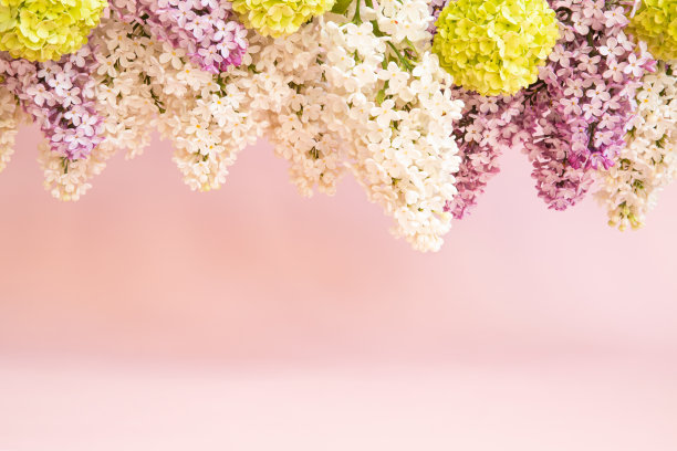 紫色和白色的紫丁香，绿色的荚蒾花在粉红色的背景，广告背景，复制空间。展示产品包装的空白处。前视图花上框，边界，夏天。图片下载