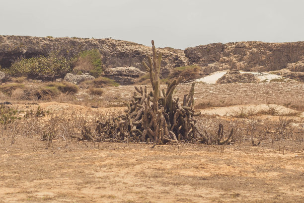 阿鲁巴沙漠的风景，在灰色的天空下有巨大的仙人掌植物和岩石图片下载