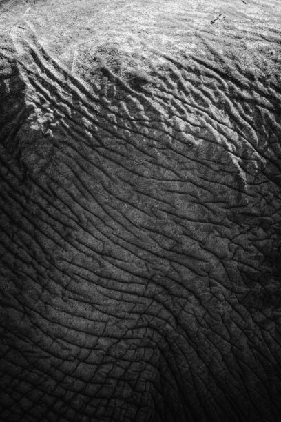 大象皮肤的特写和单色镜头图片下载