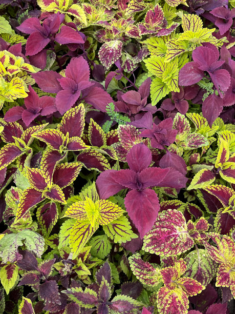 全幅图片的菜叶(Coleus scutellarioides)的芽和红色和绿色的叶子生长在植物苗圃中心的花盆，高架视图图片下载