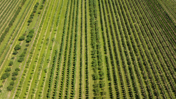 农业领域-鸟瞰图图片下载