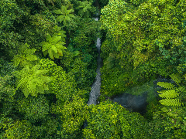热带丛林图片下载