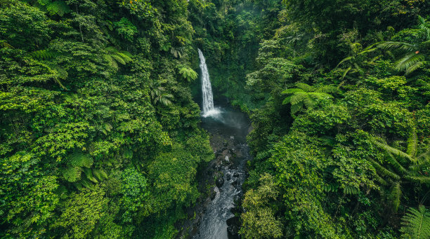 热带雨林中的瀑布图片下载