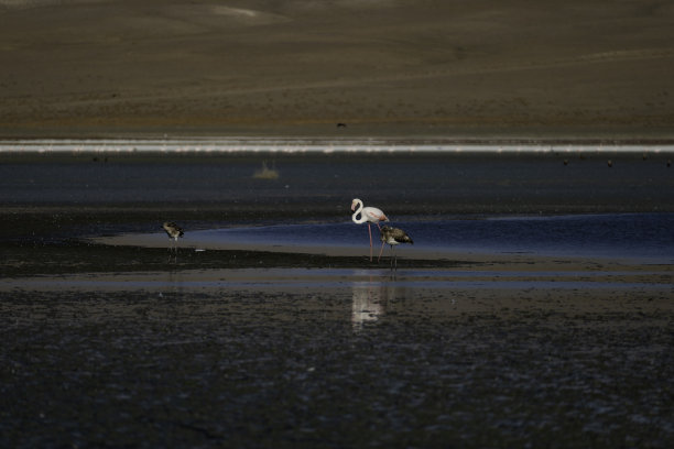 一群火烈鸟的背景照片图片下载