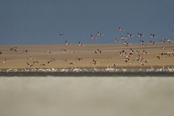一群火烈鸟的背景照片图片下载