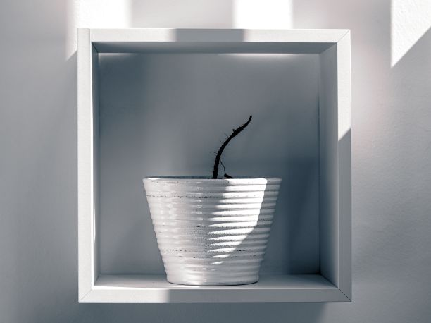 灰色镜头的盆栽植物在一个方形木架子上的墙上图片下载