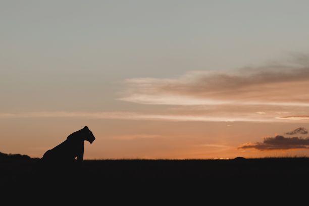 夕阳下狮子的剪影图片下载