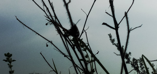 树枝上的蝴蝶剪影图片下载