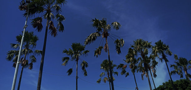 棕榈树线图片下载