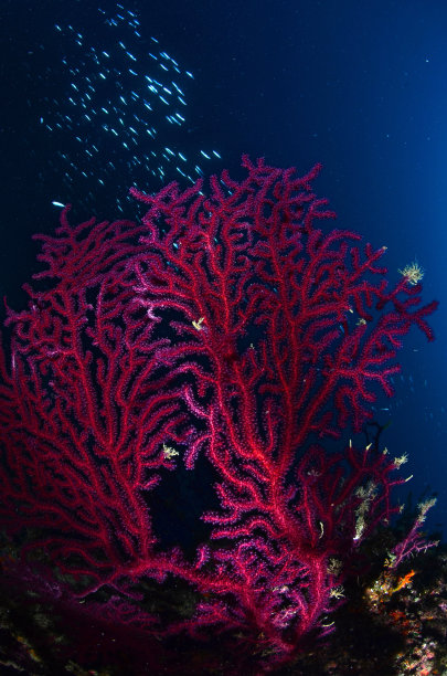 海洋生物-红蛇颈鱼-帕莫里藻图片下载
