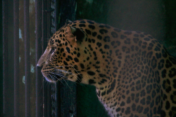 豹子向笼子外看图片下载