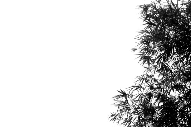 树背光黑白图片下载