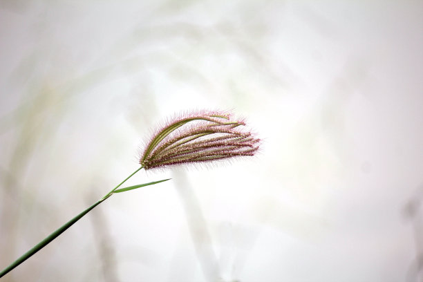 我的花园里有花、草、常春藤图片下载