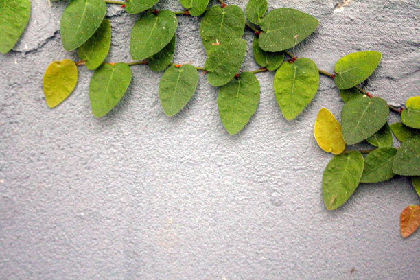 我花园的背景图片图片下载