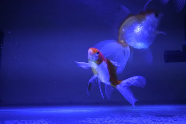 跳舞的金鱼图片下载