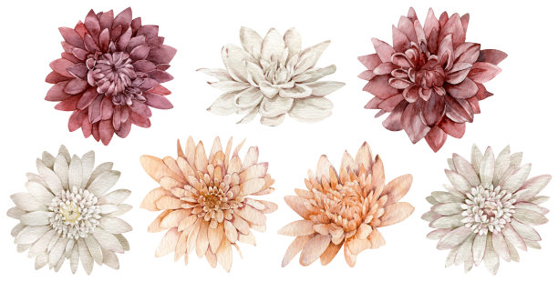 水彩深红色，白色和橙色紫苑套装。秋天的花。秋天收集。图片下载