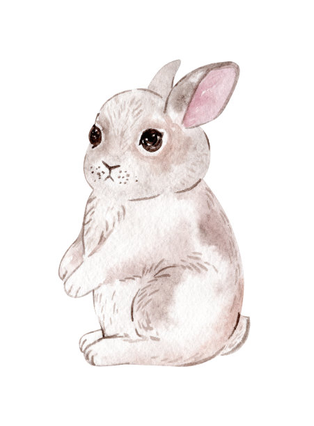水彩可爱的灰兔孤立在白色上。站在兔子插图图片下载