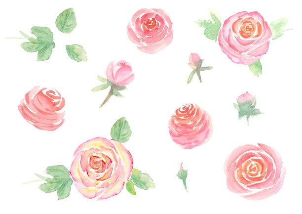 水彩画手粉红玫瑰花和花瓣套装图片下载