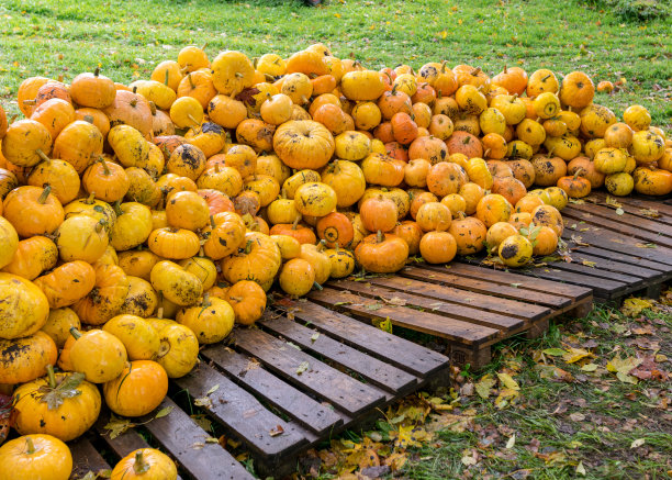 图片上有黄色和橙色的南瓜，南瓜堆在木板上，南瓜在院子里，秋收的时候，为万圣节做准备图片下载